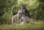 Weimaraner