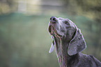 Weimaraner