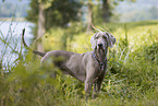 Weimaraner