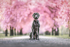 Weimaraner