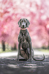 Weimaraner