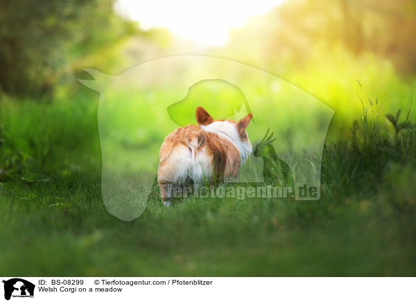 Welsh Corgi auf einer Wiese / Welsh Corgi on a meadow / BS-08299