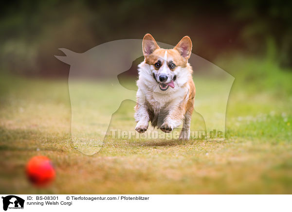 rennender Welsh Corgi / running Welsh Corgi / BS-08301