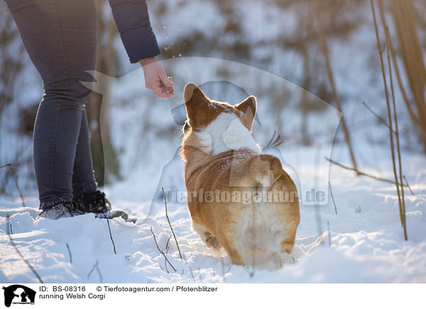 rennender Welsh Corgi / running Welsh Corgi / BS-08316