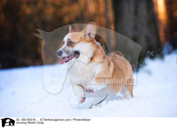 rennender Welsh Corgi / running Welsh Corgi / BS-08318