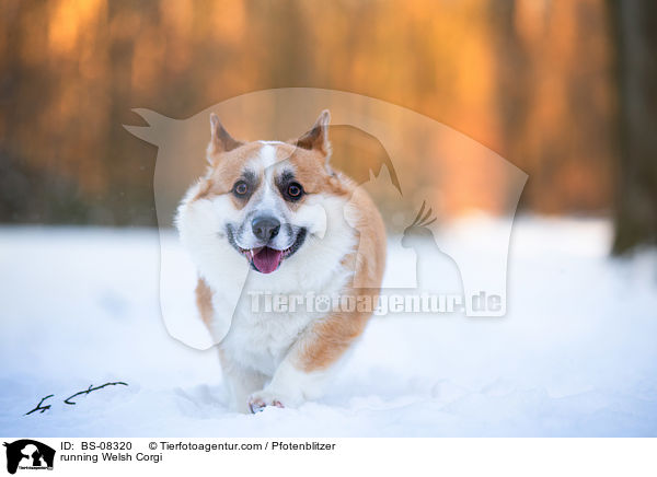 rennender Welsh Corgi / running Welsh Corgi / BS-08320