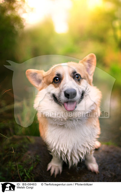 Welsh Corgi / Welsh Corgi / BS-08463