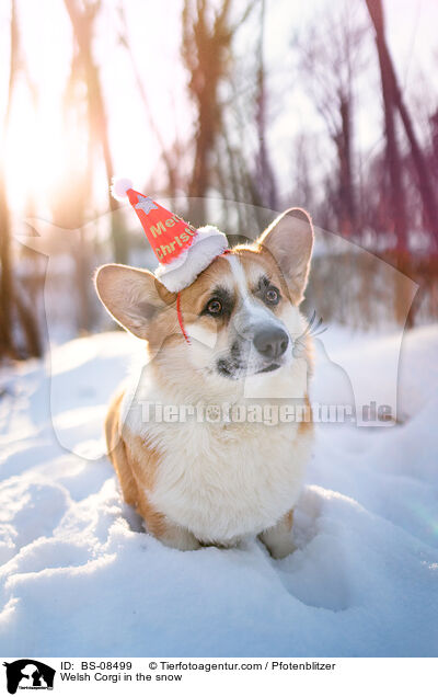 Welsh Corgi im Schnee / Welsh Corgi in the snow / BS-08499