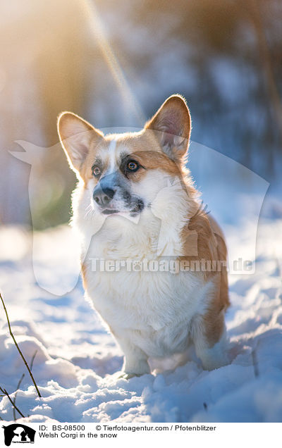 Welsh Corgi in the snow / BS-08500