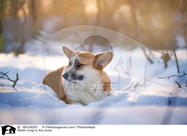 Welsh Corgi in the snow / BS-08503