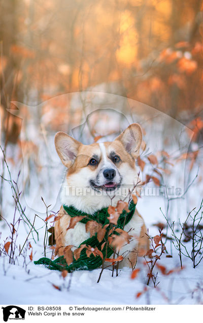 Welsh Corgi im Schnee / Welsh Corgi in the snow / BS-08508