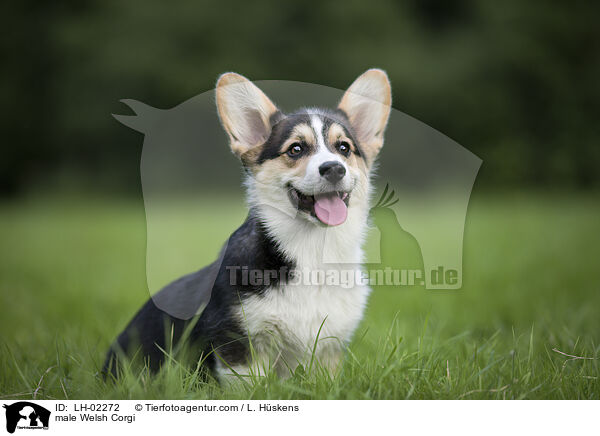 Welsh Corgi Rde / male Welsh Corgi / LH-02272