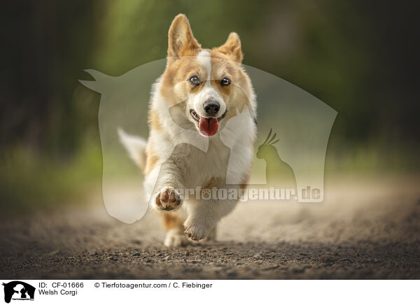 Welsh Corgi / Welsh Corgi / CF-01666