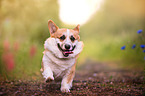 running Welsh Corgi