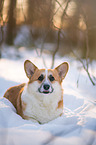 Welsh Corgi in the snow