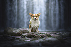 Welsh Corgi