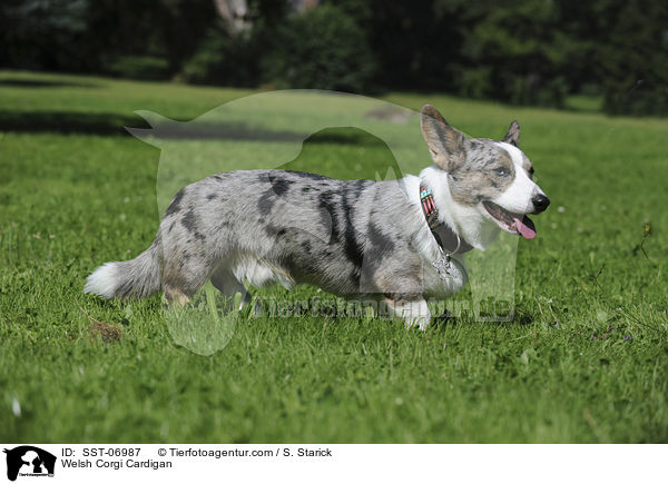 Welsh Corgi Cardigan / Welsh Corgi Cardigan / SST-06987