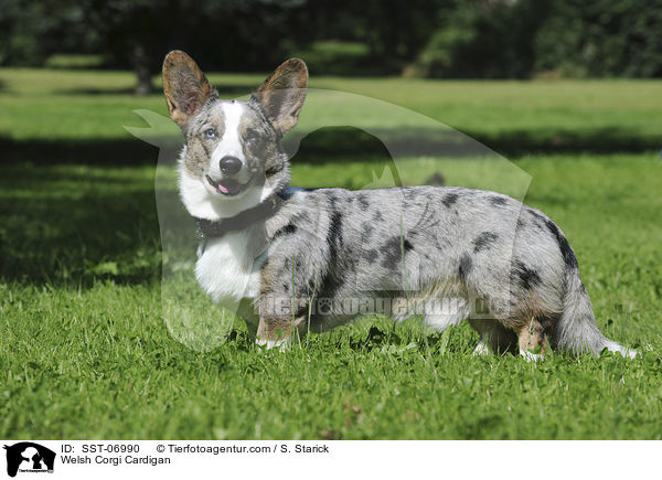 Welsh Corgi Cardigan / Welsh Corgi Cardigan / SST-06990