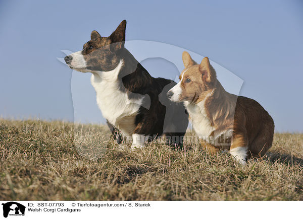 Welsh Corgi Cardigans / Welsh Corgi Cardigans / SST-07793