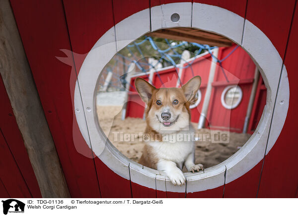 Welsh Corgi Cardigan / Welsh Corgi Cardigan / TDG-01136