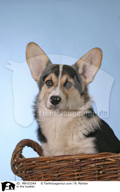 Welsh Corgi Pembroke im Krbchen / in the basket / RR-03344