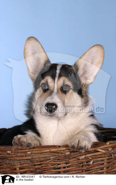 Welsh Corgi Pembroke im Krbchen / in the basket / RR-03347