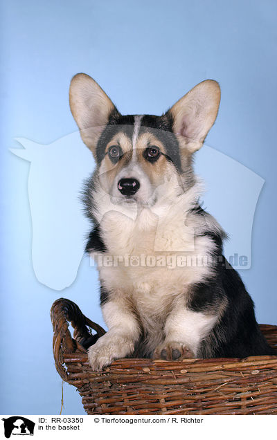 Welsh Corgi Pembroke im Krbchen / in the basket / RR-03350