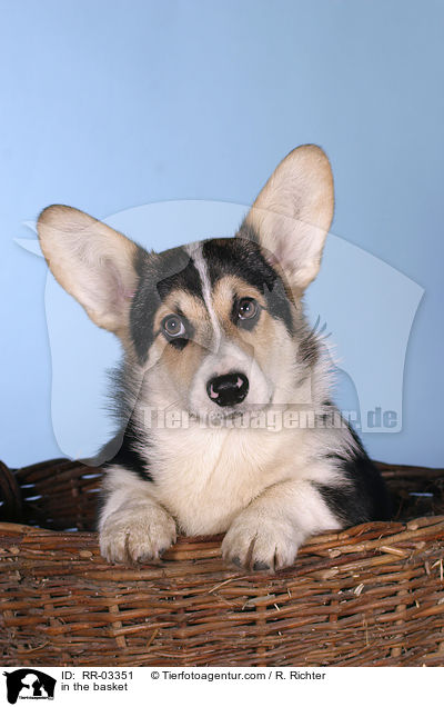 Welsh Corgi Pembroke im Krbchen / in the basket / RR-03351