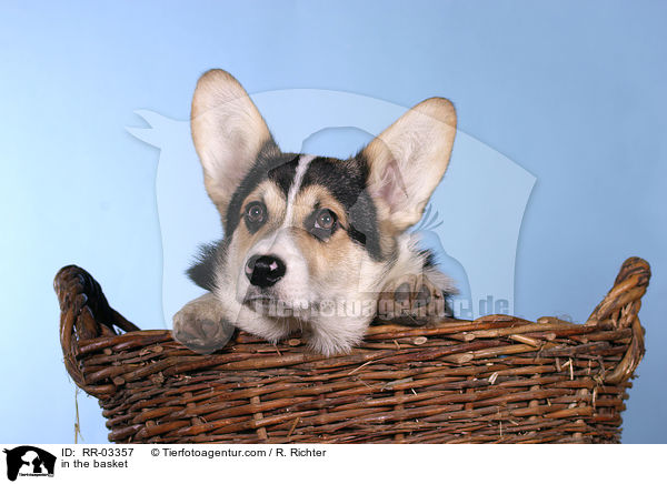 Welsh Corgi Pembroke im Krbchen / in the basket / RR-03357