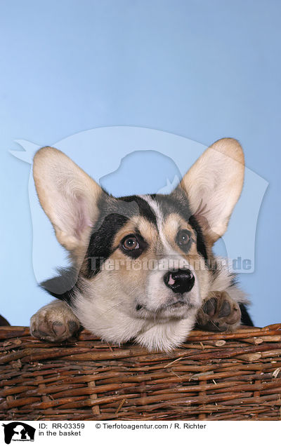 Welsh Corgi Pembroke im Krbchen / in the basket / RR-03359