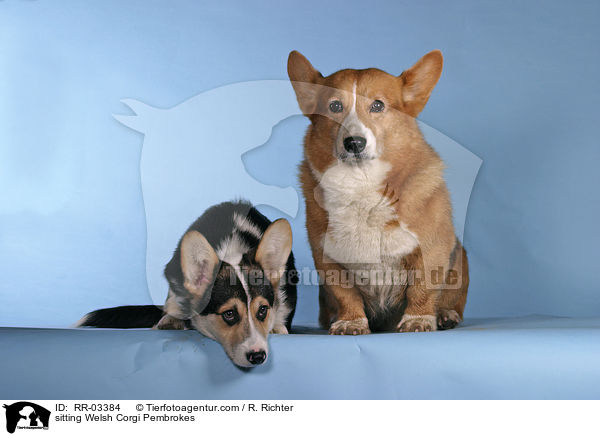 sitzende / sitting Welsh Corgi Pembrokes / RR-03384