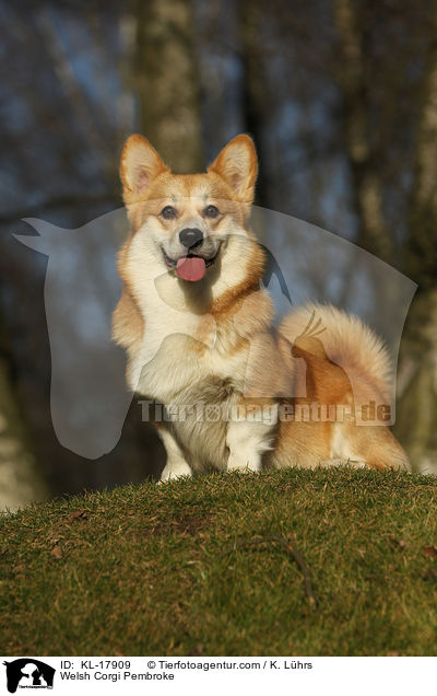 Welsh Corgi Pembroke / Welsh Corgi Pembroke / KL-17909