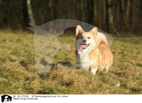 Welsh Corgi Pembroke / Welsh Corgi Pembroke / KL-17916