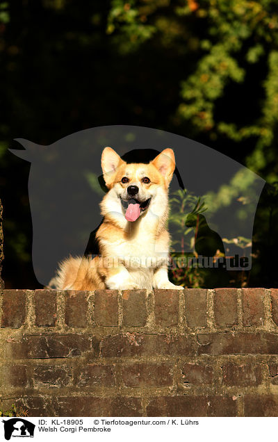 Welsh Corgi Pembroke / Welsh Corgi Pembroke / KL-18905