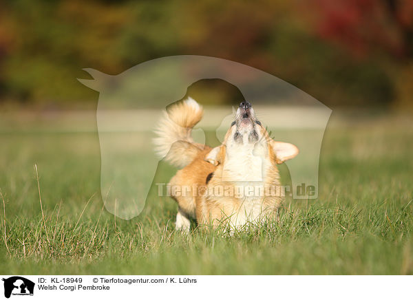 Welsh Corgi Pembroke / Welsh Corgi Pembroke / KL-18949