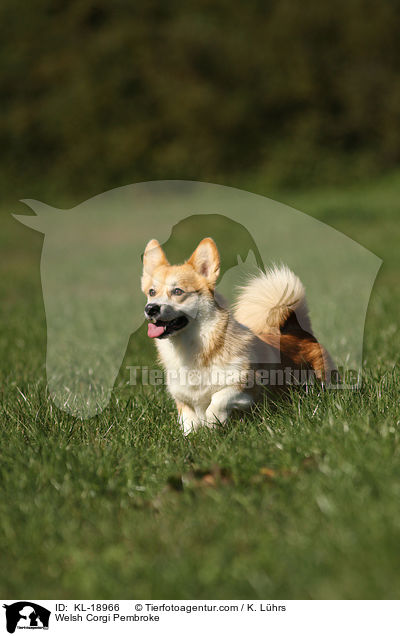 Welsh Corgi Pembroke / Welsh Corgi Pembroke / KL-18966