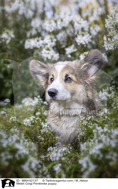 Welsh Corgi Pembroke puppy / MAH-02137