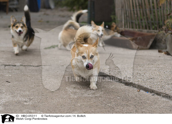 Welsh Corgi Pembrokes / Welsh Corgi Pembrokes / HBO-05311