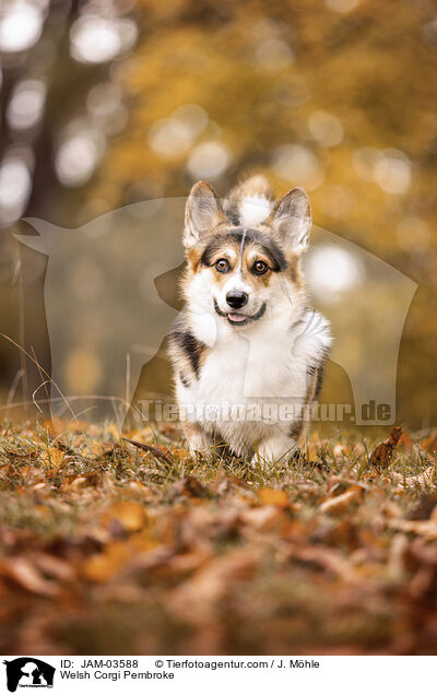 Welsh Corgi Pembroke / Welsh Corgi Pembroke / JAM-03588