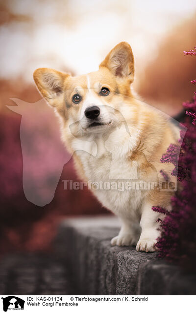 Welsh Corgi Pembroke / Welsh Corgi Pembroke / KAS-01134