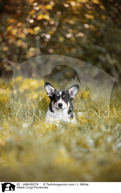 Welsh Corgi Pembroke / Welsh Corgi Pembroke / JAM-06279