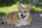 Welsh Corgi Pembroke