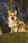 Welsh Corgi Pembroke