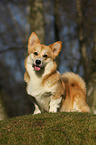 Welsh Corgi Pembroke