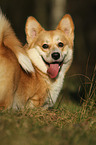 Welsh Corgi Pembroke