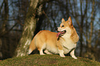 Welsh Corgi Pembroke