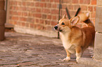 Welsh Corgi Pembroke