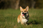 Welsh Corgi Pembroke