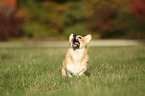 Welsh Corgi Pembroke