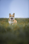 Welsh Corgi Pembroke